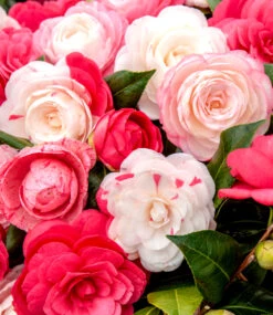 Freiland-Kamelie 'Festival Tricolor' -Gartenpflanzen Geschäft 8969659547678