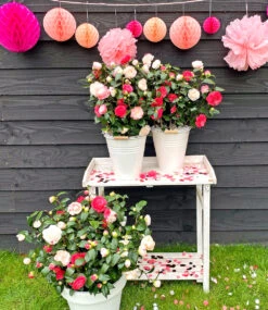 Freiland-Kamelie 'Festival Tricolor' -Gartenpflanzen Geschäft 8969659613214