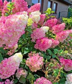 Freiland-Hortensie 'Sundae Fraise®'