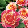Maler-Rose® 'Claude Monet®' 1 Maler-Rose® 'Claude Monet®' -Gartenpflanzen Geschäft 8969898852382