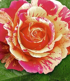 Maler-Rose® 'Claude Monet®' -Gartenpflanzen Geschäft 8969898917918