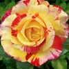 Maler-Rose® 'Camille Pissarro®' 2 Maler-Rose® 'Camille Pissarro®' -Gartenpflanzen Geschäft 8969899442206