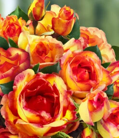 Kletter-Rose 'Parure D'or®' -Gartenpflanzen Geschäft 8969899835422