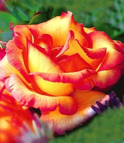 Kletter-Rose 'Parure D'or®' -Gartenpflanzen Geschäft 8969899900958