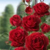 Kletter-Rose 'Messire Delbard®'