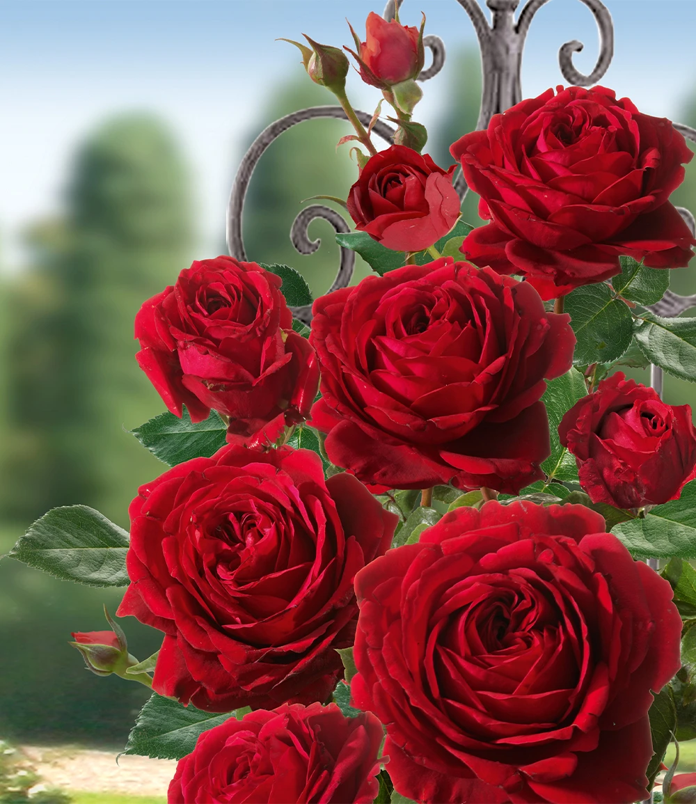Kletter-Rose 'Messire Delbard®' 3 Kletter-Rose 'Messire Delbard®'