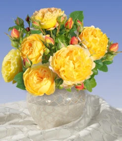 Beet-Rose 'Château De Cheverny®'