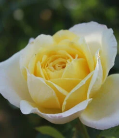 Kletterrose 'Amnesty International®' -Gartenpflanzen Geschäft 8969900818462