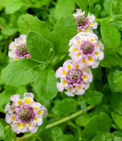 Lippia Summer Pearls Kollektion Rosa Und Weiß -Gartenpflanzen Geschäft 8970315628574