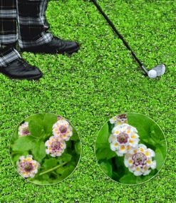 Lippia Summer Pearls Kollektion Rosa Und Weiß