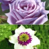 Set Clematis 'Florida Sieboldii' & Rose 'Mamy Blue®' -Gartenpflanzen Geschäft 8973065420830