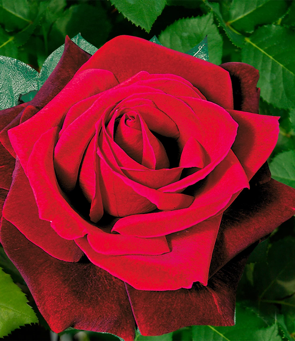 Parfum-Rose 'Le Rouge Et Le Noir®' 4 Parfum-Rose 'Le Rouge Et Le Noir®' – Bild 2