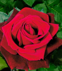 Kollektion 'Parfum-Rosen' 10 Kollektion 'Parfum-Rosen' -Gartenpflanzen Geschäft 8973065879582