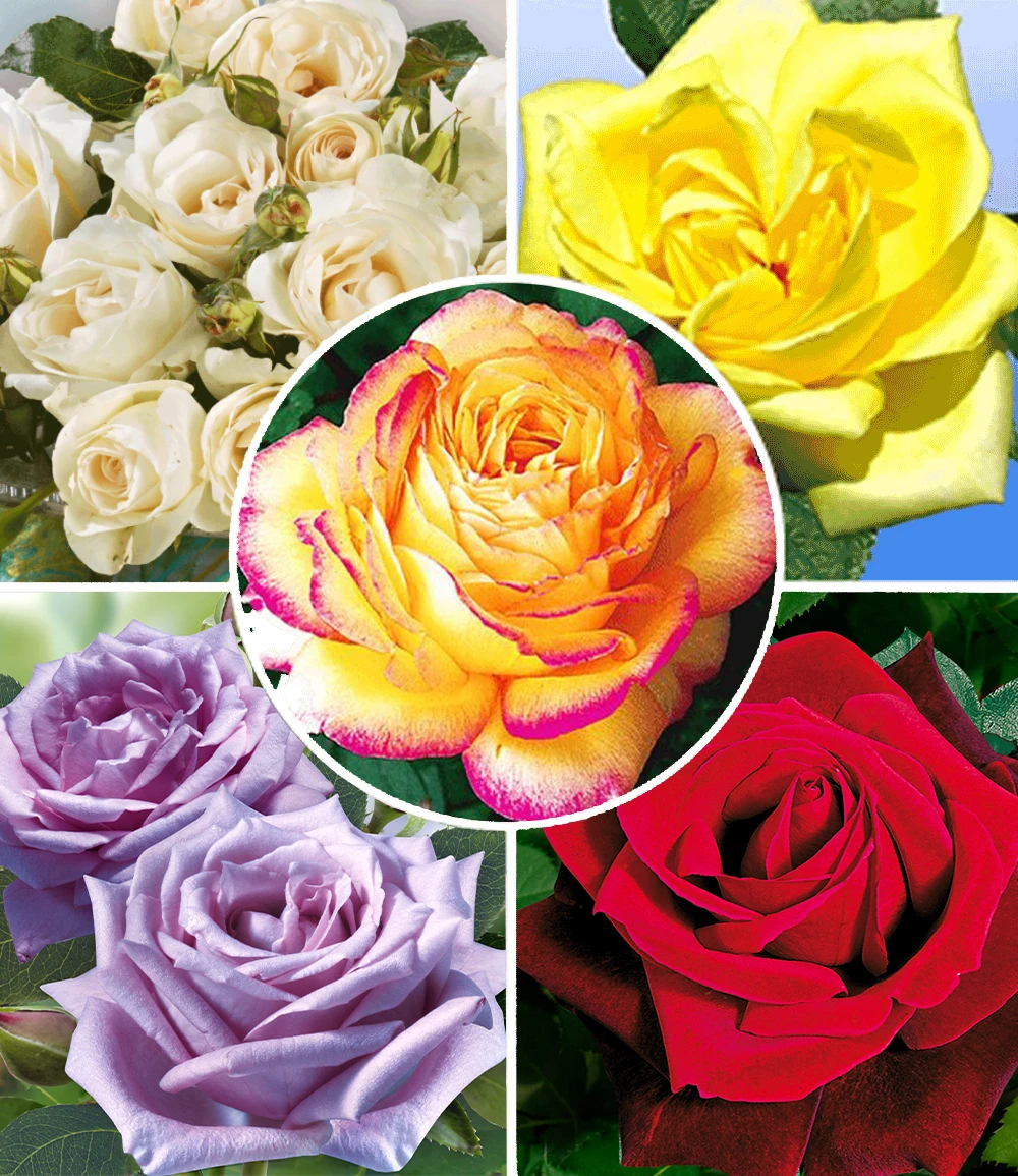 Kollektion 'Parfum-Rosen' 3 Kollektion 'Parfum-Rosen'