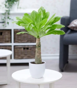 Zimmerpflanzen-Mix 'Südsee' -Gartenpflanzen Geschäft 8973146947614