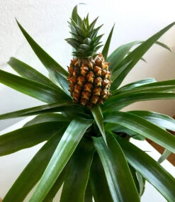 Zimmerpflanzen-Mix 'Südsee' -Gartenpflanzen Geschäft 8973147013150