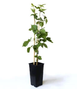 Zuckerbrombeere 'Asterina®' -Gartenpflanzen Geschäft 8973148160030