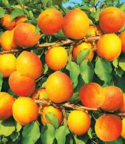 Aprikose 'Compacta Super Compact®' -Gartenpflanzen Geschäft 8973470105630