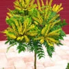 Mahonien-Stämmchen -Gartenpflanzen Geschäft 8973618446366