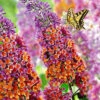 Buddleia 'Flower-Power® Im 2-Liter Topf' -Gartenpflanzen Geschäft 8973667041310