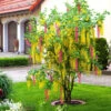 Chimären-Goldregen -Gartenpflanzen Geschäft 8973667270686
