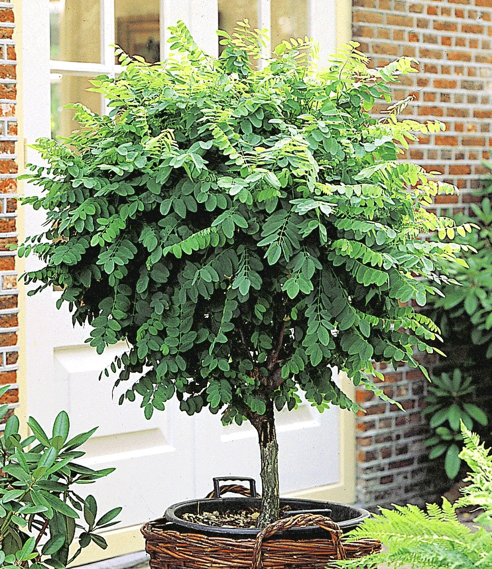 Kugel-Akazie 3 Kugel-Akazie