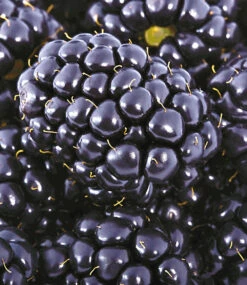 Brombeere 'Big Max XXL®'