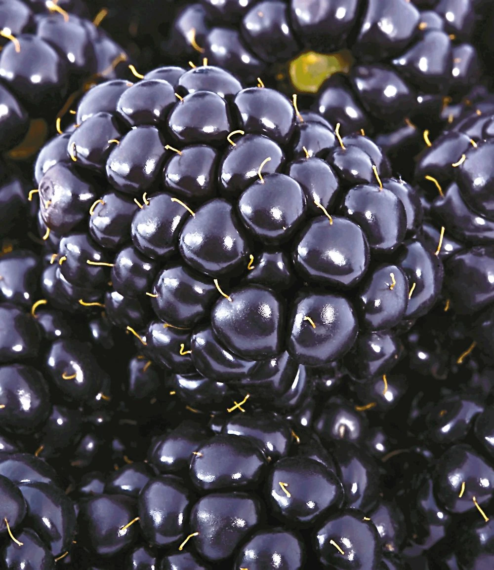 Brombeere 'Big Max XXL®' 3 Brombeere 'Big Max XXL®'