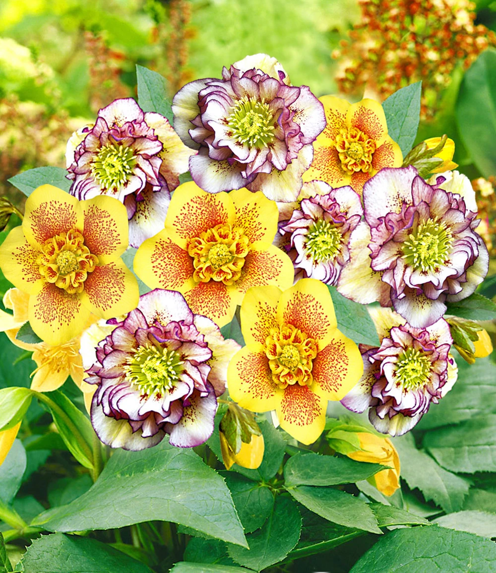 Gefüllte Christrosen 'Festival-Mix', 2er-Set 3 Gefüllte Christrosen 'Festival-Mix', 2er-Set