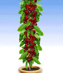 Säulen-Kirsche 'Stella'