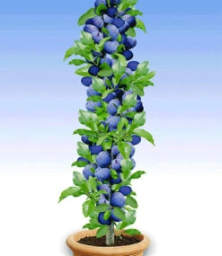 Säulen-Pflaume 'Black Amber'