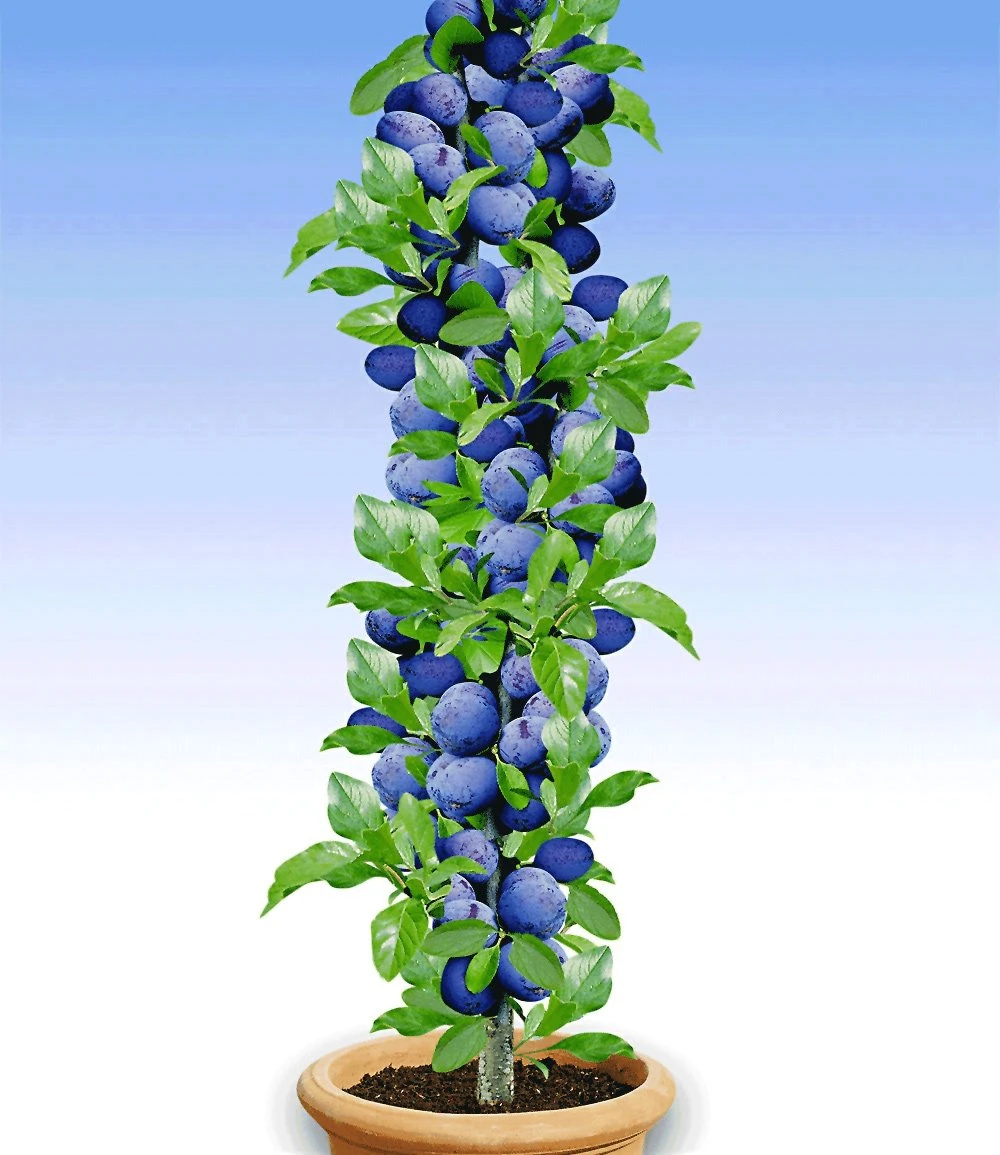 Säulen-Pflaume 'Black Amber' 3 Säulen-Pflaume 'Black Amber'