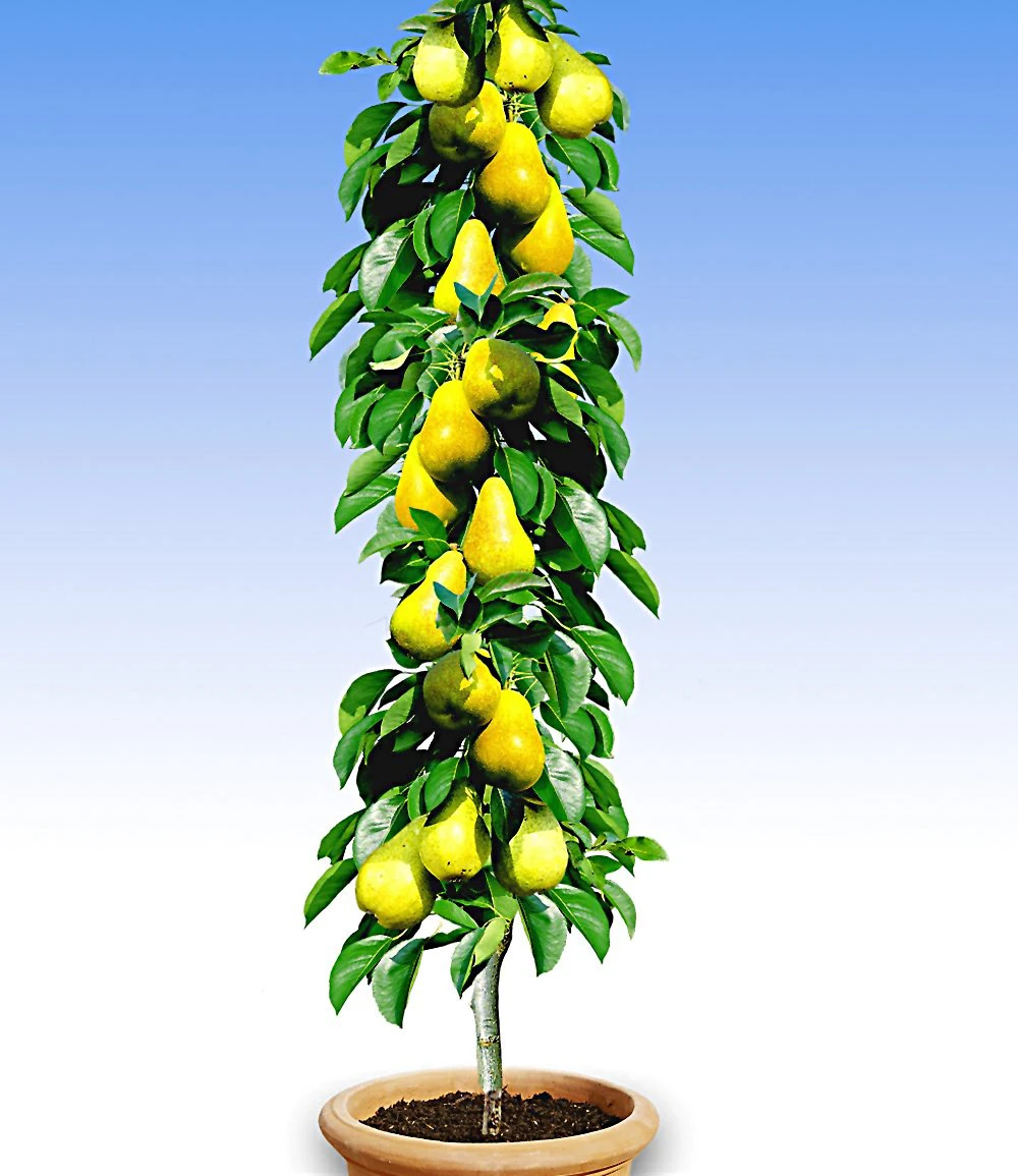 Säulen-Birne 'Doyenné Du Comice' 3 Säulen-Birne 'Doyenné Du Comice'