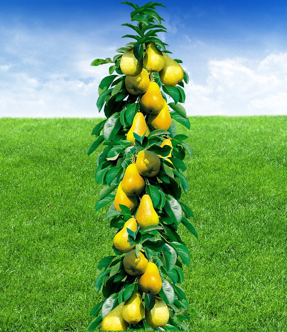 Säulen-Birne 'Obelisk®' 3 Säulen-Birne 'Obelisk®'