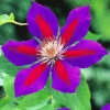 Clematis 'Etoile De Malicorne' -Gartenpflanzen Geschäft 8973673299998