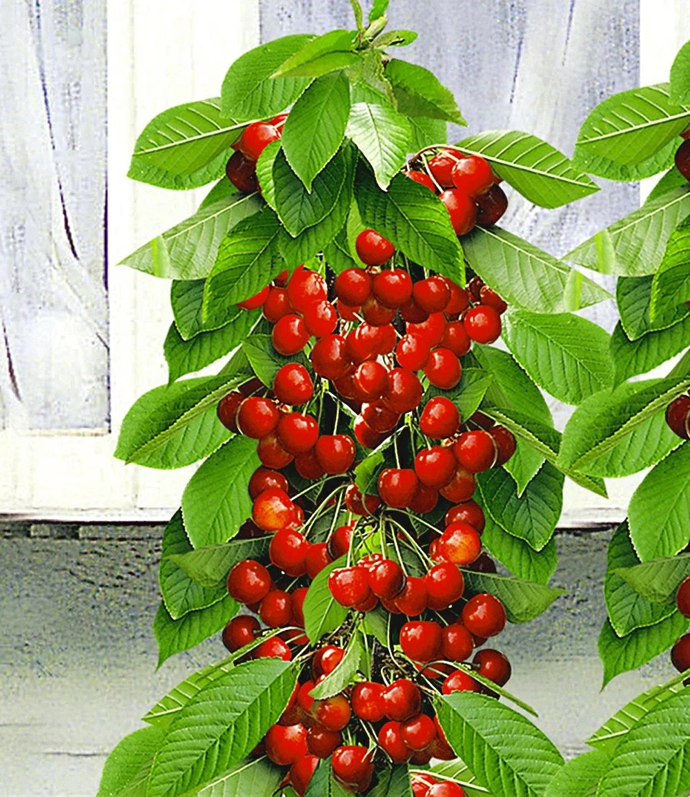 Säulen-Süßkirsche 'Helena®' 3 Säulen-Süßkirsche 'Helena®'