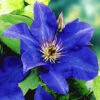 Blaue Clematis 'The President' 2 Blaue Clematis 'The President' -Gartenpflanzen Geschäft 8973673627678