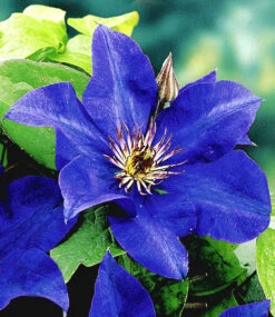 Blaue Clematis 'The President'