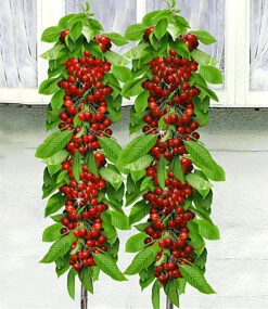 Säulen-Kirschen 'Sylvia® & Helena®'