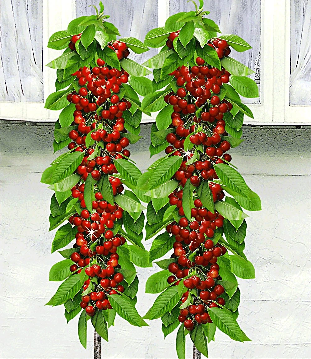 Säulen-Kirschen 'Sylvia® & Helena®' 3 Säulen-Kirschen 'Sylvia® & Helena®'