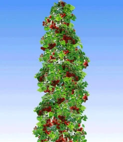 Japanische Säulen-Himbeere