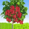 Johannisbeere-Stämmchen 'Rote Rovada®' 1 Johannisbeere-Stämmchen 'Rote Rovada®' -Gartenpflanzen Geschäft 8973673988126