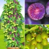 DUO-Kiwi-Turm-Kollektion -Gartenpflanzen Geschäft 8973674283038