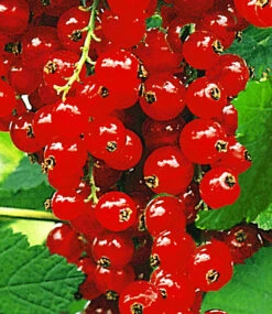 Johannisbeere 'Rote Rovada®'