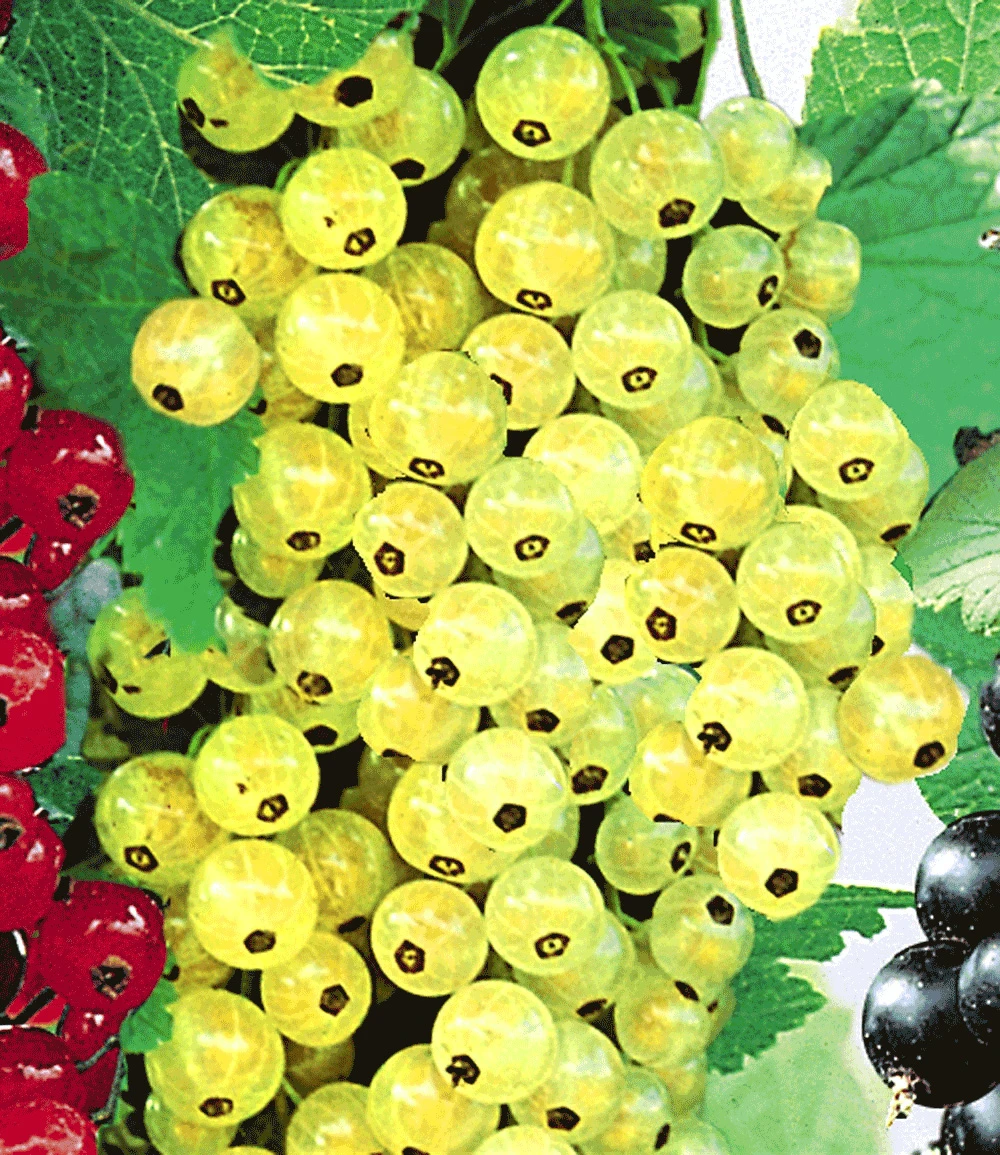 Johannisbeere 'Goldgelbe Versailler' 3 Johannisbeere 'Goldgelbe Versailler'