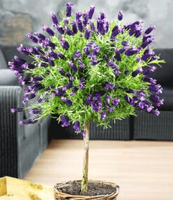 Lavendelstämmchen Mit Krone