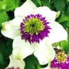 Clematis 'Florida Sieboldii' -Gartenpflanzen Geschäft 8973675823134