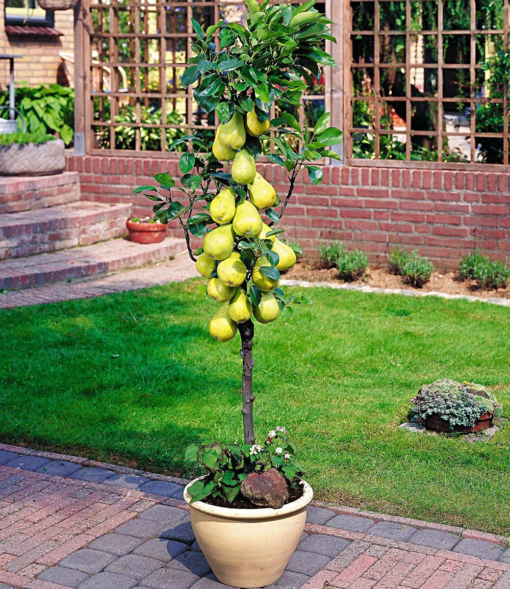 Befruchter-Sorte Birne 'Conference' 3 Befruchter-Sorte Birne 'Conference'