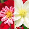 Clematis-Sortiment Rot Und Weiß Zum Vorteislpreis -Gartenpflanzen Geschäft 8973679722526