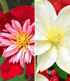 Clematis-Sortiment Rot Und Weiß Zum Vorteislpreis